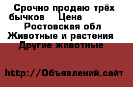 Срочно продаю трёх бычков  › Цена ­ 15 000 - Ростовская обл. Животные и растения » Другие животные   